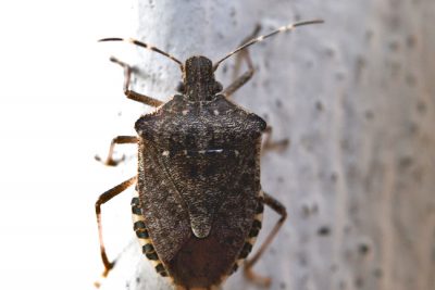 cimice asiatica