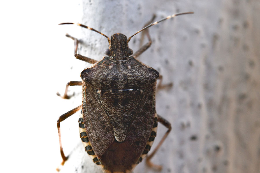 E’ allarme  cimice asiatica in Sardegna: ingenti danni alle produzioni agricole