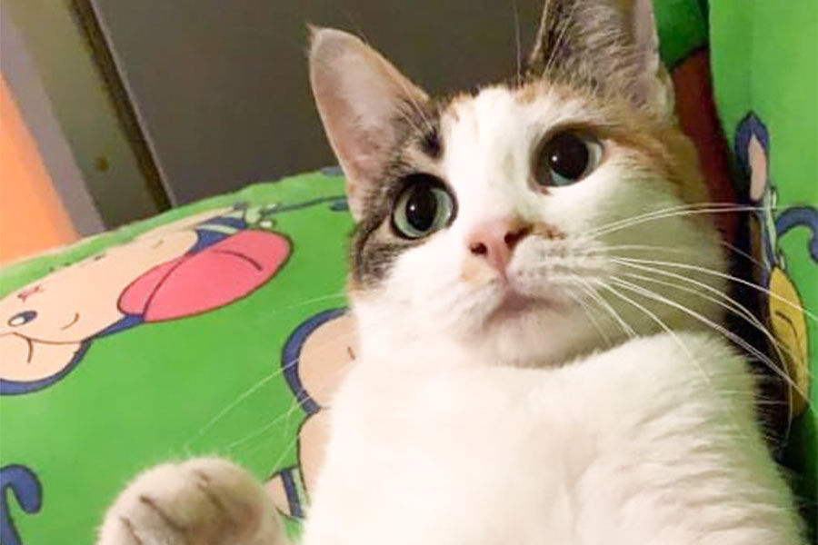 Nuoro. L’appello di una ragazza: “aiutatemi a ritrovare la mia gattina, era tutto per me”