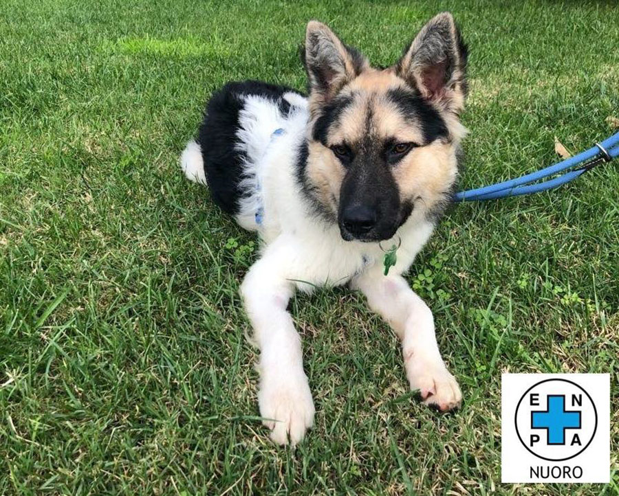 Nuoro. Dopo le polemiche l’ENPA chiarisce: Blake è uscito dal canile e sta bene