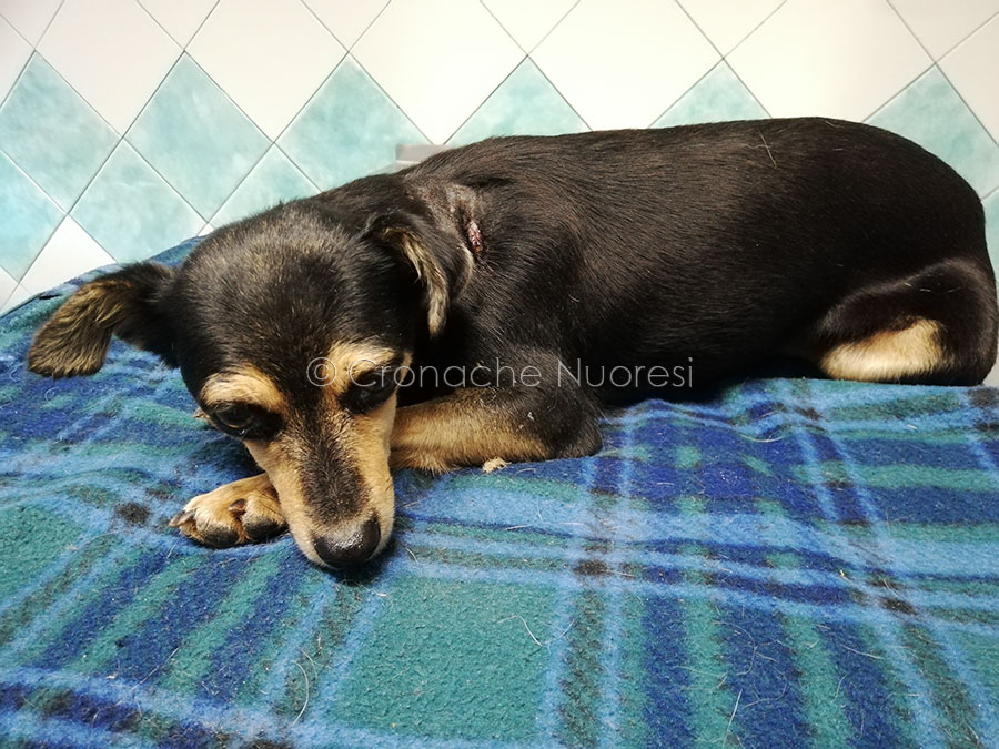 Nuoro. Cagnetta ferita ritrovata a Corte: le hanno sparato addosso 7 volte con una carabina