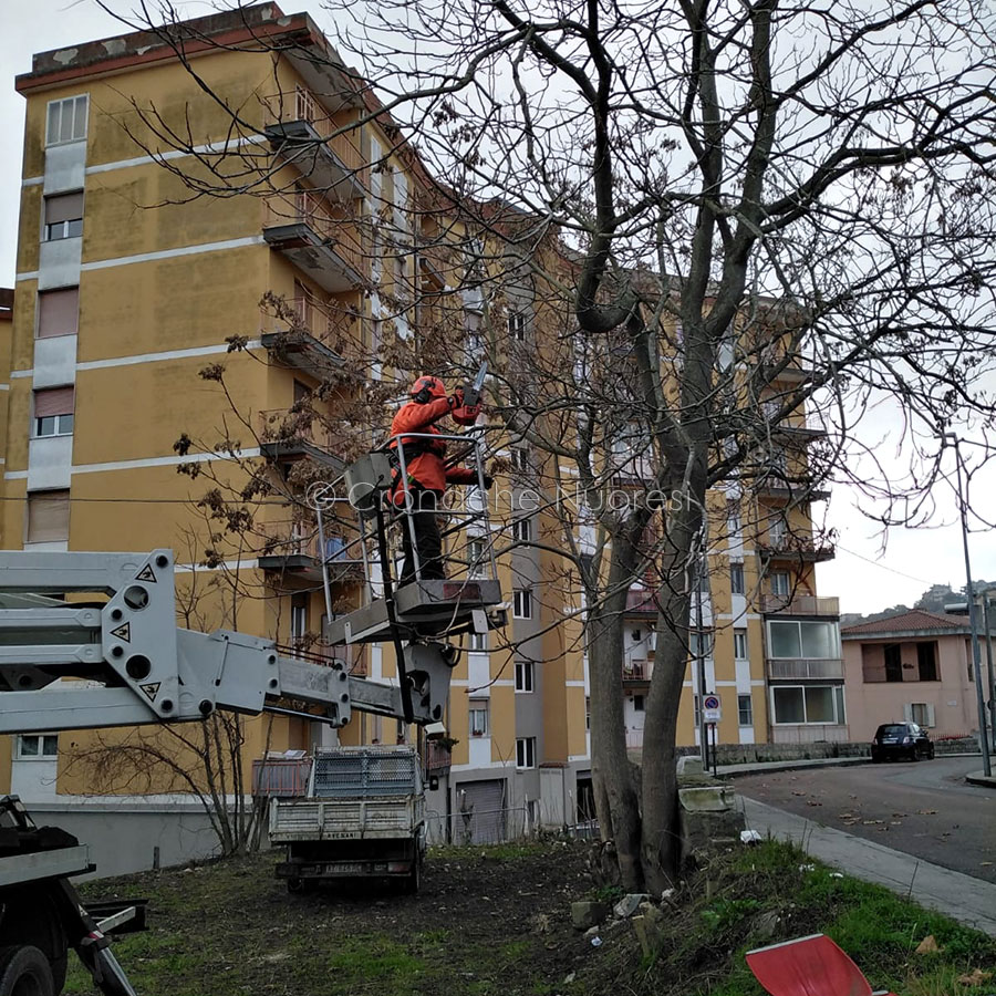 Nuoro. Giardinieri del comune all’opera per tagliare l’ailanto.