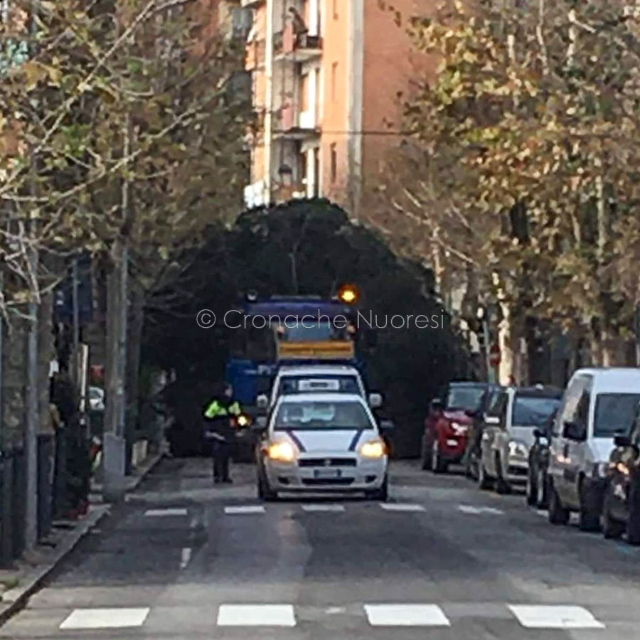 La denuncia. Abbattuto un abete di 40anni per realizzare l’albero di Natale in via Lamarmora