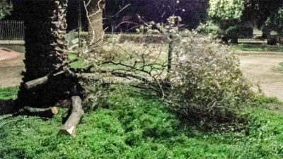 Nuoro, rami messi in sicurezza per il ventoNuoro, rami messi in sicurezza per il vento