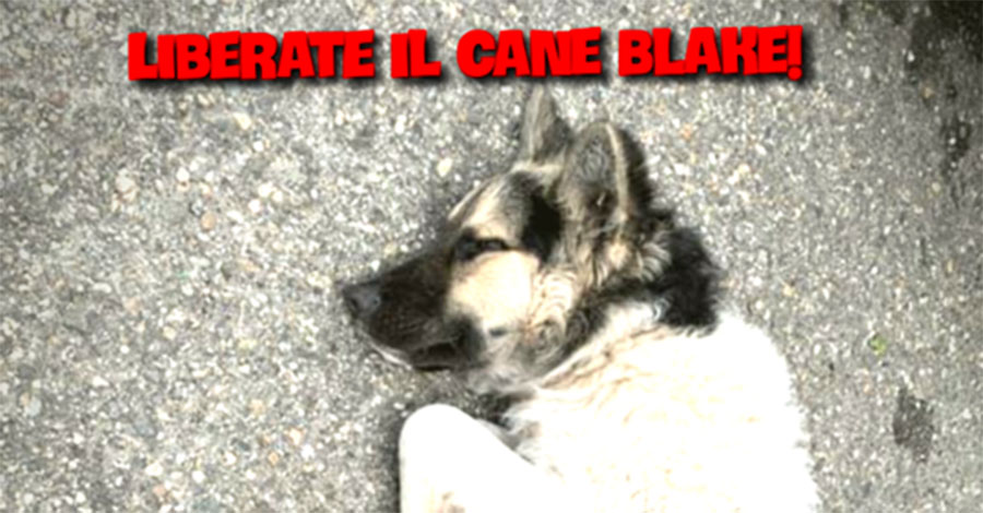 Nuoro. Gli animalisti insorgono: “Portate via il cane Blake all’ENPA “