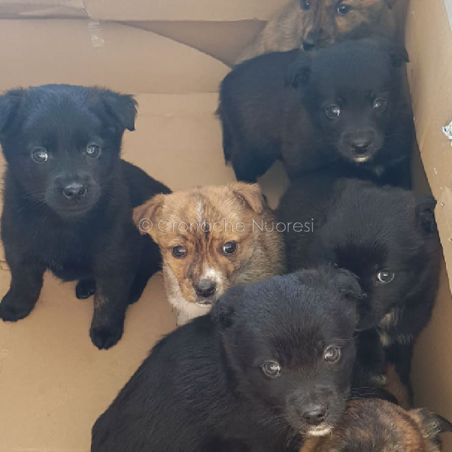 Nuoro. Trovati 7 cuccioli nella sede dell’AREUS: cercano casa