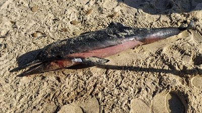 I resti del delfino trovato morto a Costa Rei