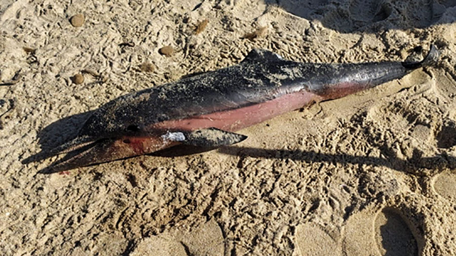 Delfino trovato morto in spiaggia: si cercano le cause del decesso