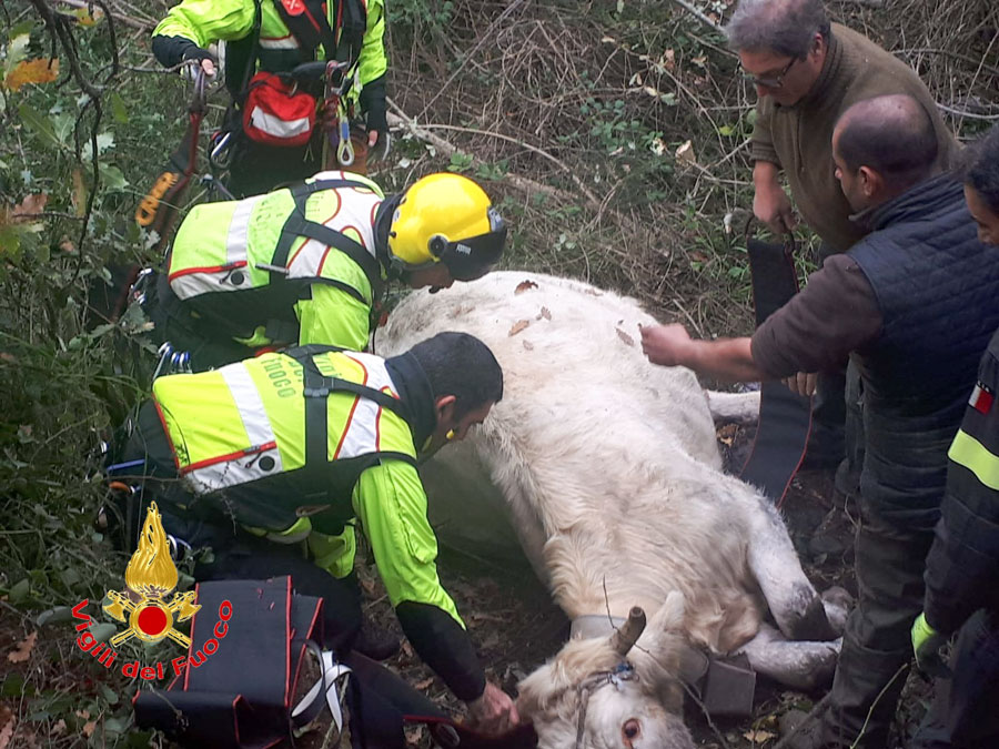 Mucca gravida precipita da un dirupo di 10 metri e viene salvata dai Vigili del Fuoco