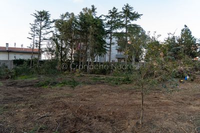 Nuoro, lavori di disboscamento nel parco dell'AREUS (foto S.Novellu)