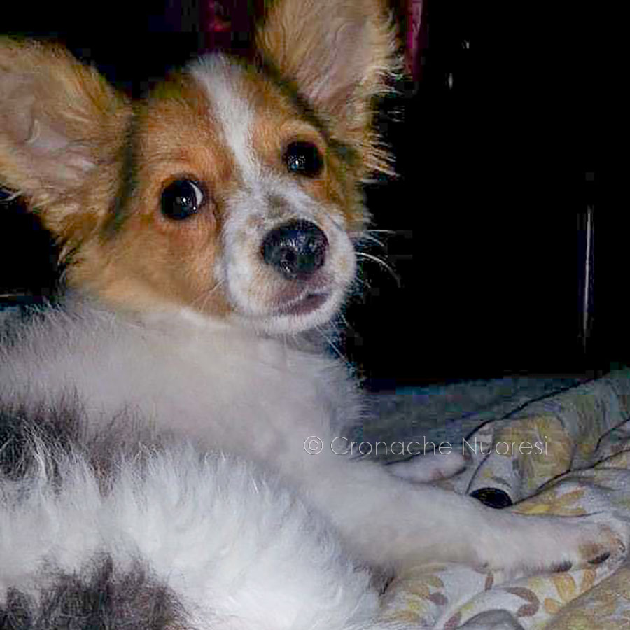 Orosei. Ancora cani e gatti uccisi con polpette avvelenate