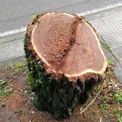 La potatura di un albero