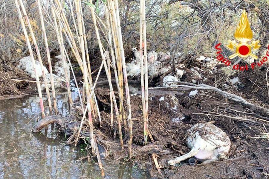 Rio Posada: l’ondata di piena provoca la morte di 80 pecore
