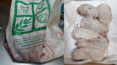 Cani abbandonati in un sacco di mangime