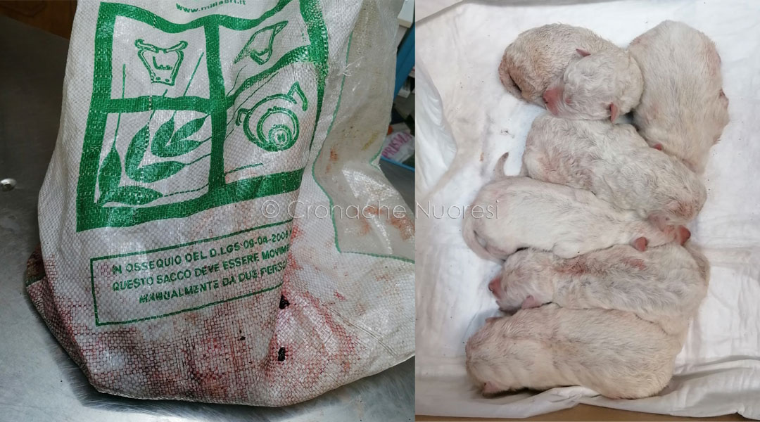 Cuccioli e lanciati in mezzo alla strada dentro un sacco: 6 si salvano e 5 muoiono schiacciati