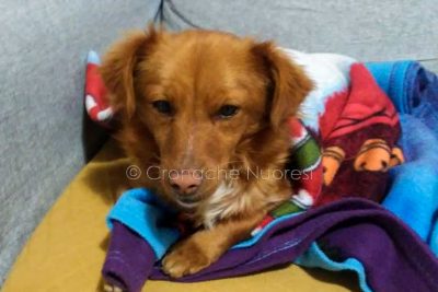 Luna la cagnolina avvelenata