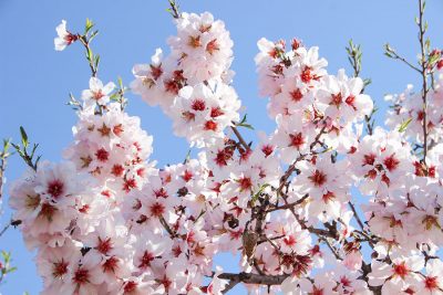 Mandorli in fiore