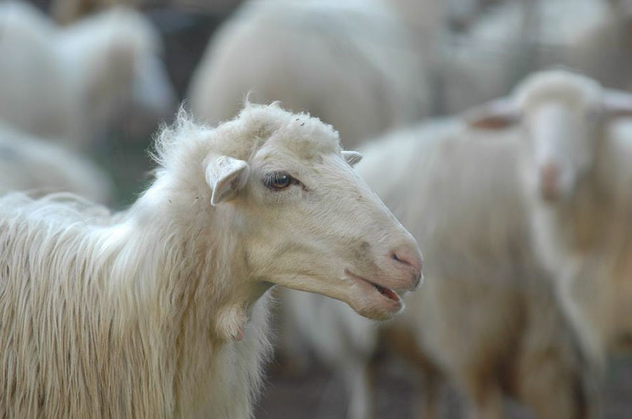 Pecore infette. Il virus Maedi- Visna preoccupa gli allevatori sardi abbandonati dalla Regione