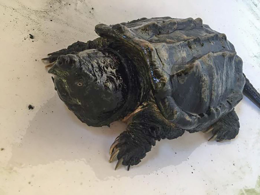 Si chiama “Freezer”, la tartaruga alligatore che ha trovato casa all’Acquario di Cala Gonone