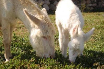 Gli asini bianchi dell'Asinara