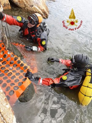 I Vigili del Fuoco salvano il delfino