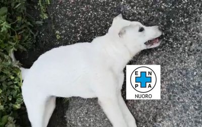Il cucciolo avvelenato a Nuoro