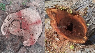 Nuoro, alcuni degli alberi abbattuti