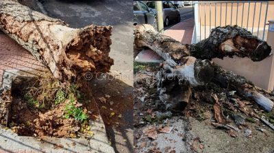 Nuoro, alcuni degli alberi abbattuti