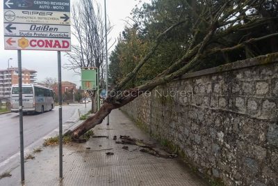 Nuoro, uno degli alberi abbattuti