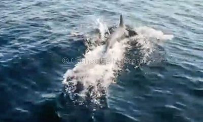 Uno dei delfini nelle acque di Porto Torres