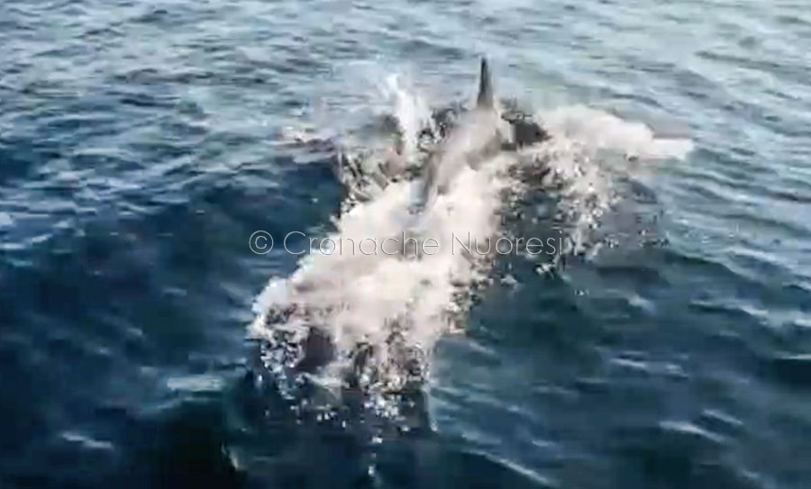 I delfini nuotano liberi a fianco di una motovedetta dei Vigili del fuoco – VIDEO