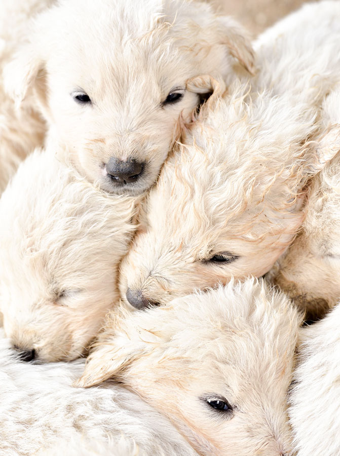 Fermato a un posto di blocco nascondeva nel cofano 4 cuccioli dentro un secchio di plastica