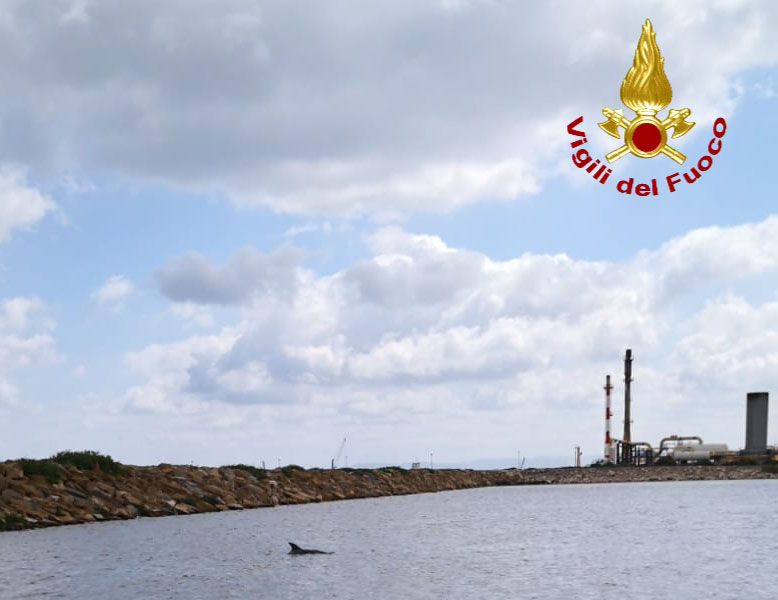 Porto Torres. Delfino intrappolato nella darsena viene salvato dai V.V.F.