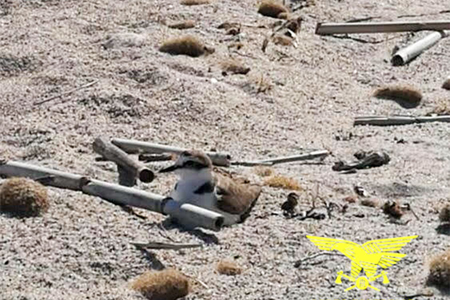 Nel periodo di lockdown il fratino nidifica nelle spiagge frequentate dai bagnanti