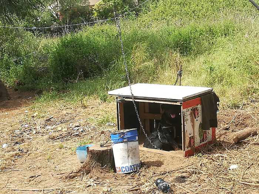Cane legato alla catena. abbandonato per giorni senza cibo ne acqua, salvato in extremis
