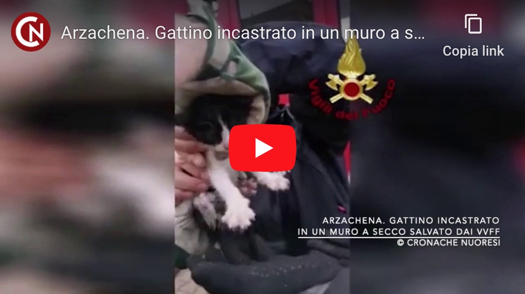Gattino incastrato in un muretto in pietra salvato dai VVFF – VIDEO