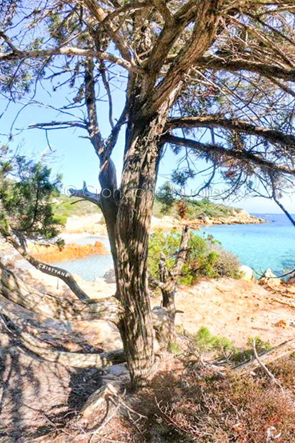 Dall’Ogliastra, alla Baronia fino in Gallura: spiagge affollate ma con rispetto