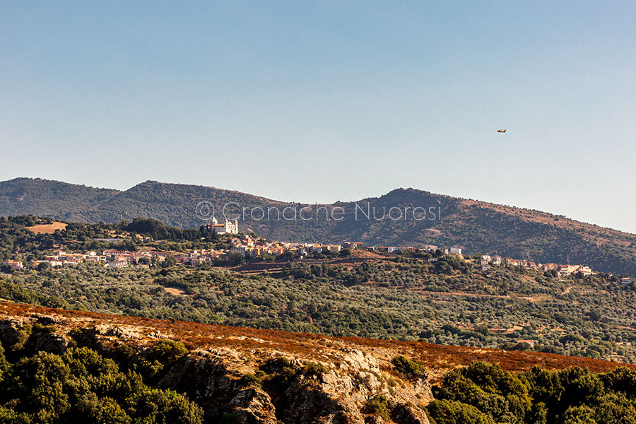 Dopo primo focolaio di dermatite nodulare a Cuglieri l’appello della ASL: “Vaccinate”