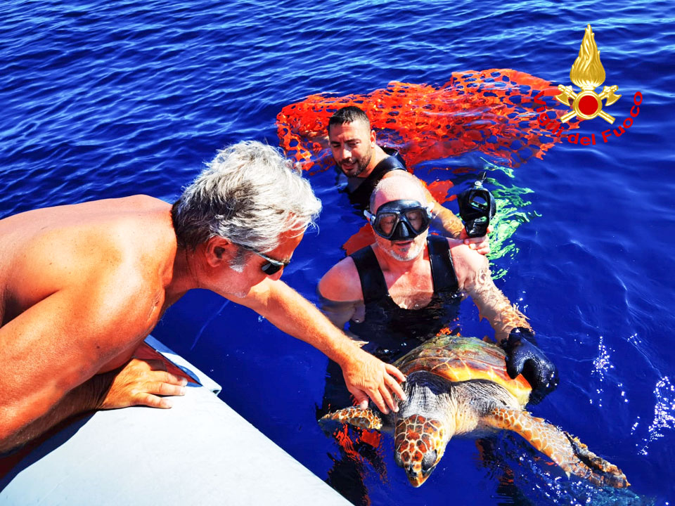 Tartaruga marina salvata dai sommozzatori dei Vigili del Fuoco all’Asinara