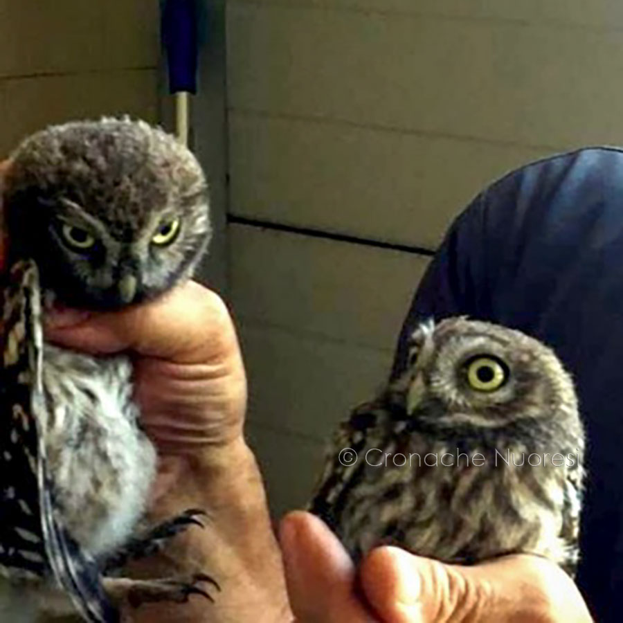 Due civette finite in una canna fumaria salvate dai Vigili del fuoco