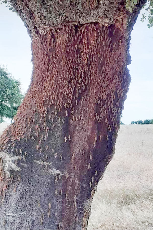 Dopo il Coronavirus la piaga delle Cavallette: l’invasione oltrepassa la valle del Tirso
