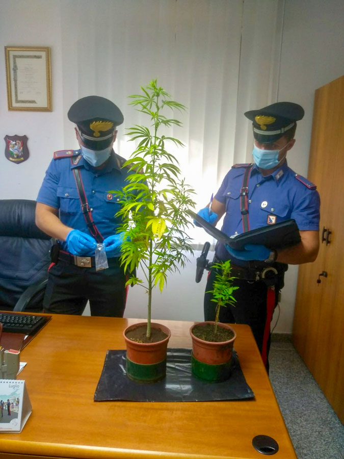 Escalaplano: 36enne denunciato per coltivazione di marijuana