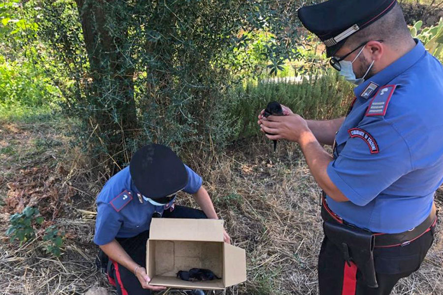 Tre cuccioli appena nati, abbandonati in una scatola, salvati dai Carabinieri attirati dai loro lamenti