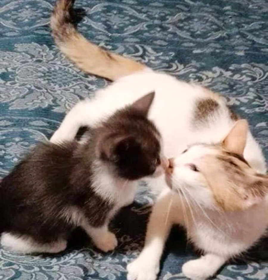 A Nuoro le colonie feline un bene da preservare ma non mancano le criticità