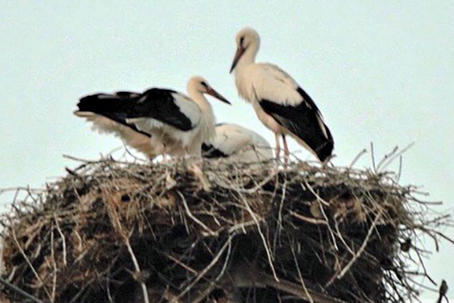 Coppia di cicogne nidifica sul monte Acuto dando alla luce quattro pulli