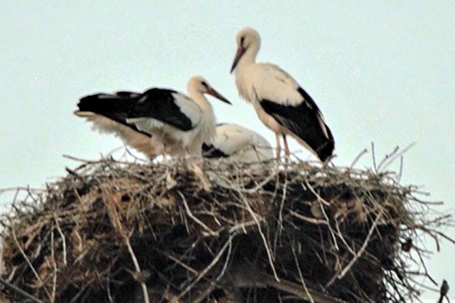 Coppia di cicogne nidifica sul monte Acuto dando alla luce quattro pulli