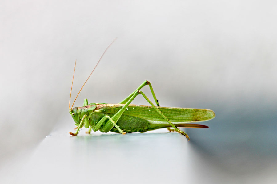 Milioni di cavallette invadono la Sardegna centrale: danni in 13 mila ettari