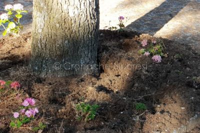 Le fioriere devastate dai cinghiali