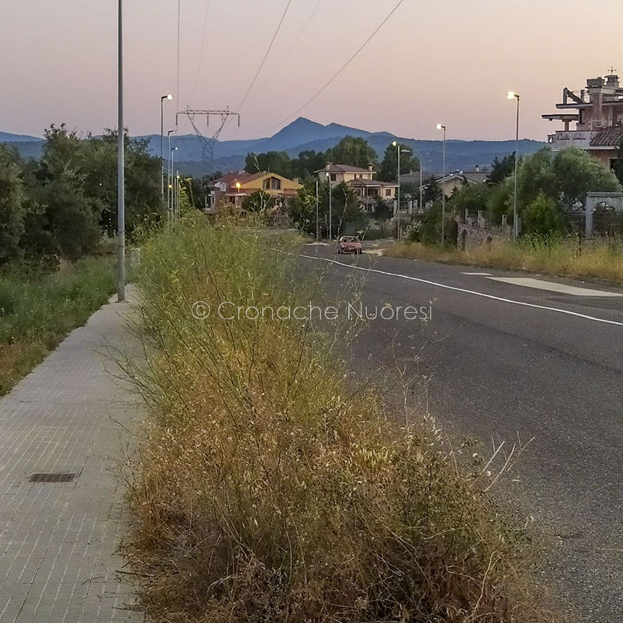 Città Giardino. Marciapiedi invasi da sterpaglie: i residenti in via dei Platani segnalano il disagio