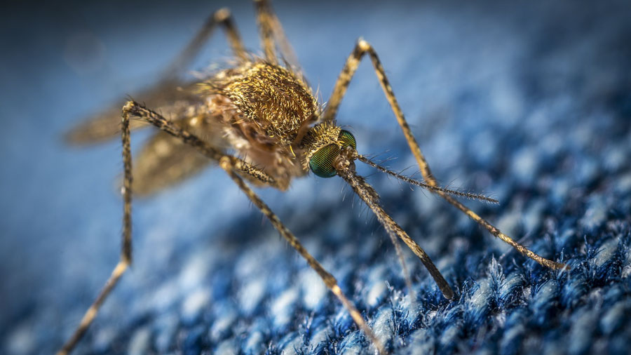 Febbre del Nilo: trovato un nucleo di 17 zanzare positive al virus a Torregrande